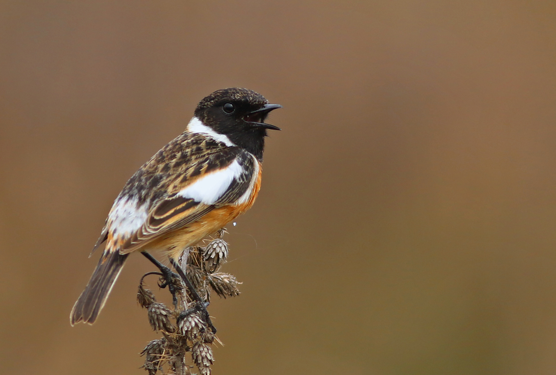 European Stonechat